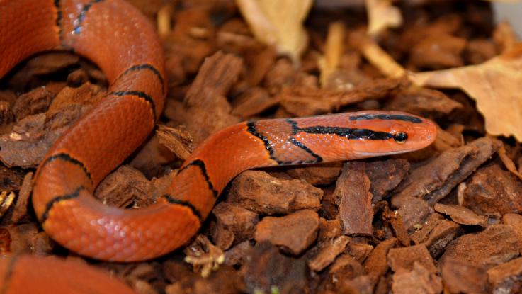 Nejkrásnější novinky z chovů hadů